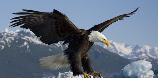 Resultado do Jogo do Bicho de São Paulo
