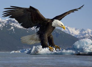 Resultado do Jogo do Bicho de São Paulo