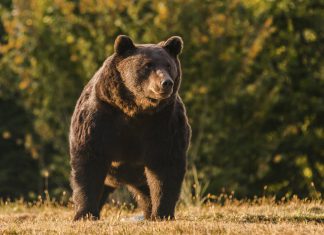 Resultado do jogo do bicho de goiás look