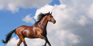 puxadas do jogo do bicho