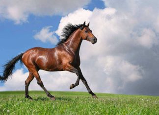 puxadas do jogo do bicho