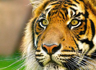 deunoposte ojogodobicho