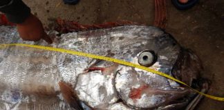 peixe remo terremoto