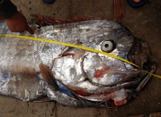 Peixe remo associado a lenda de atrair terremoto é capturado no Chile peixe remo terremoto