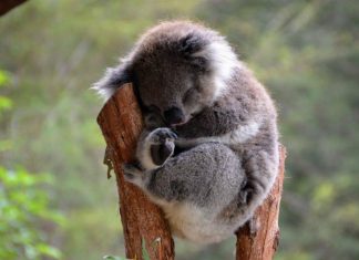 Reino Animal: Veja os animais com os hábitos de sono mais bizarros